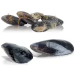 Mosselenwasser, 5 kg, productie 75 kg/u. - Image 2