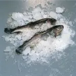 Schilferijsmachine 900 kg (zonder reserve) -LUCHT - Image 4