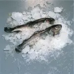 Schilferijsmachine 900 kg (zonder reserve) - WATER - Image 4